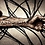 pandorum